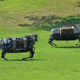 Illustration for article titled DARPA BigDog Robots